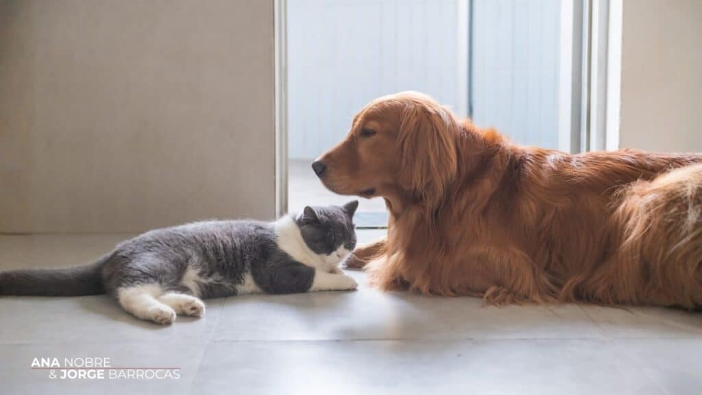 um cão e um gato dentro de casa